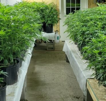 cannabis world news how to grow image of cannabis plants growing in rows