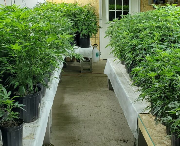 cannabis world news how to grow image of cannabis plants growing in rows