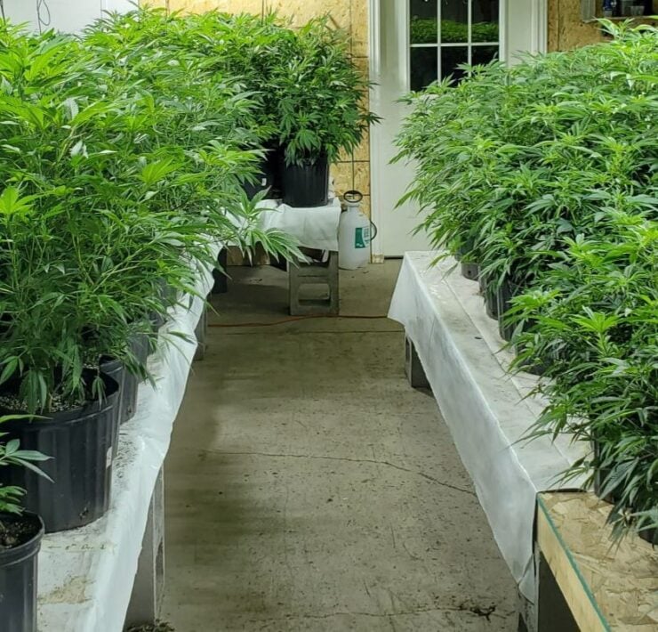 cannabis world news how to grow image of cannabis plants growing in rows