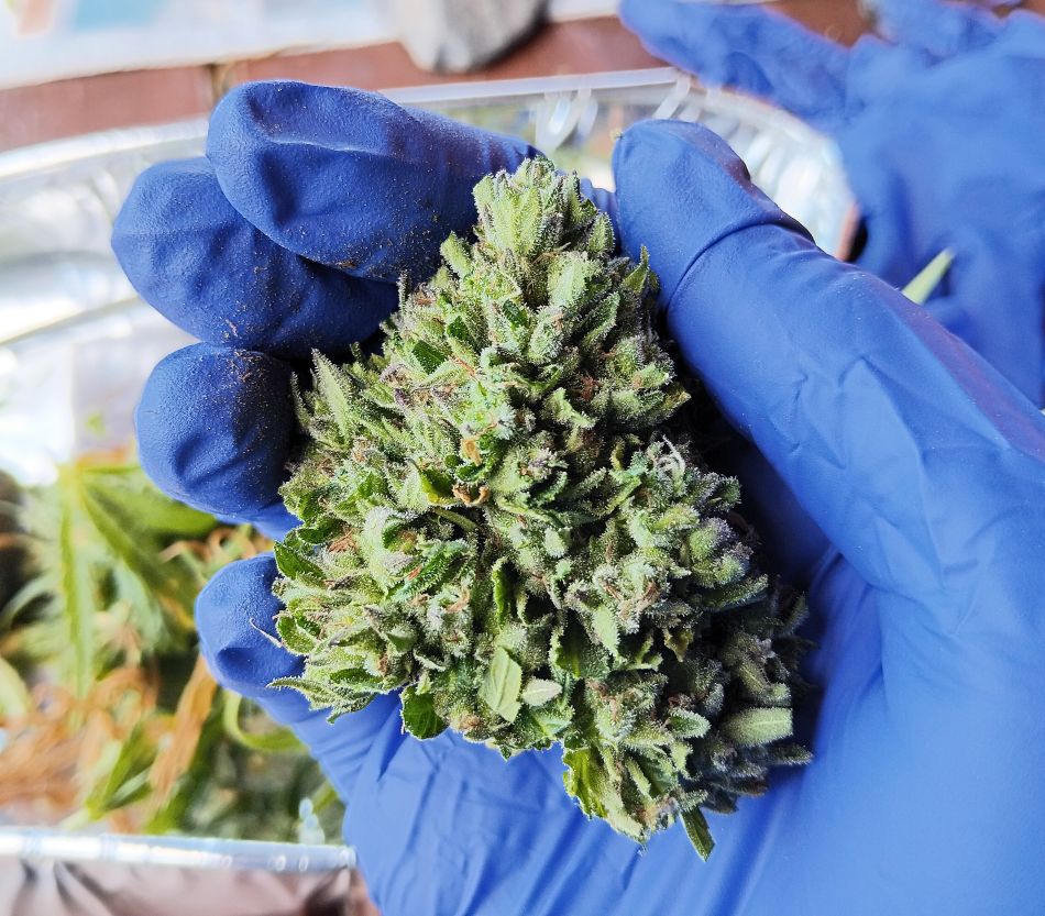 cannabis world news organic growing