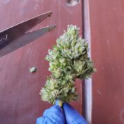 cannabis world news organic growing