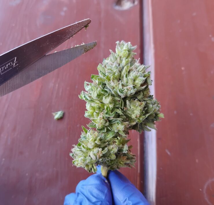 cannabis world news organic growing