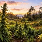 cannabis world news image of cannabis garden growing in backwoods of hawaii