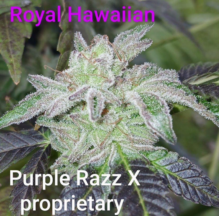 cannabis world news