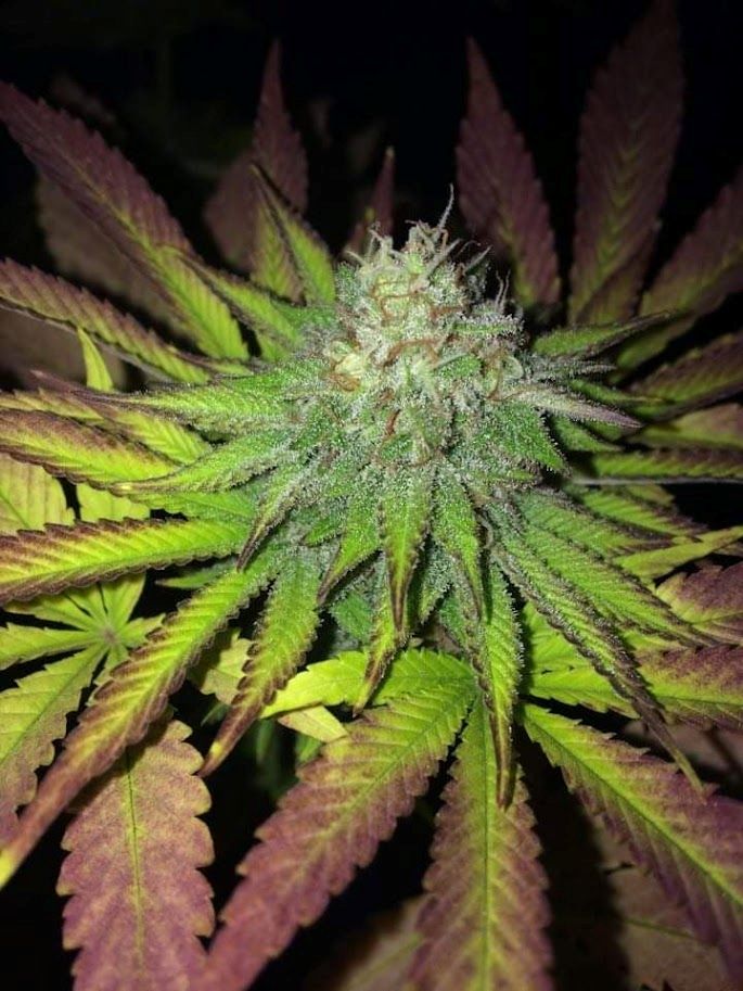 cannabis world news Kauai Electric (circa 1977) — Photo by Jason Lamoore Kauai Electric cultivar from the late 1970s featuring multicolored leaf tips with red and purple accents.