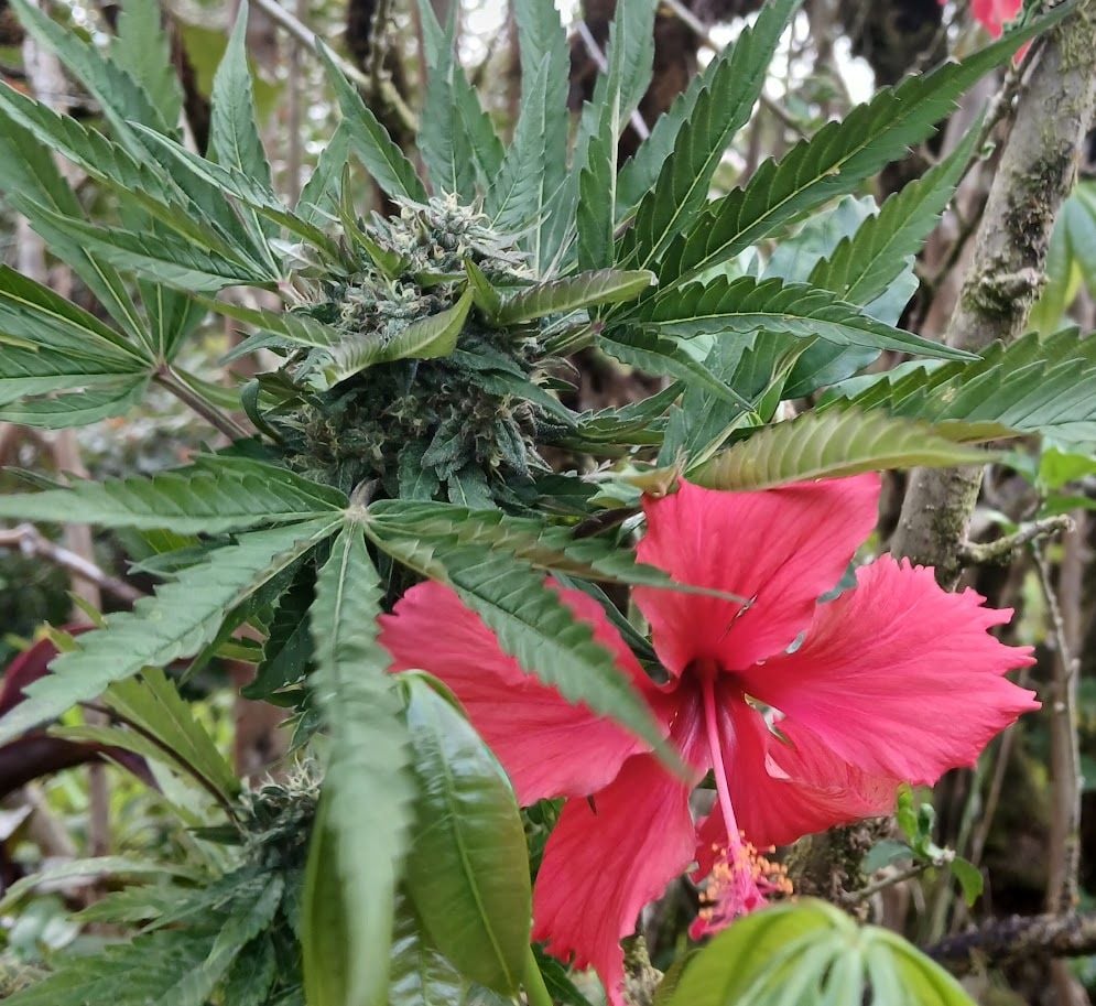 cannabis world news Hawaiian Razz with Red Hibiscus — Photo by Jason Lamoore Hawaiian Razz cannabis flower photographed with a red hibiscus bloom in the background, highlighting island terroir and tropical lineage.