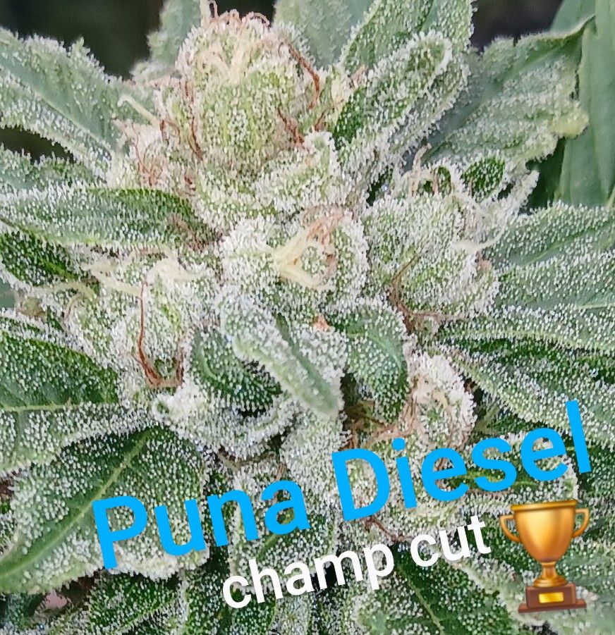 cannabis world news Puna Diesel (Champ Cut). Photo by Jason Lamoore. Puna Diesel “Champ Cut” selection showing dense bud formation and classic Hawaiian sativa-dominant structure.