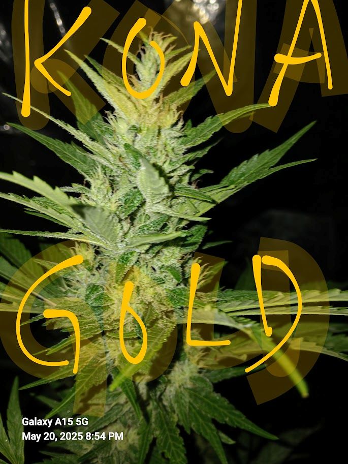 cannabis world news Kona Gold IBL (circa 1975) — Photo by Jason Lamoore. Inbred line of Kona Gold dating to approximately 1975, representing preserved legacy Hawaiian landrace genetics.
