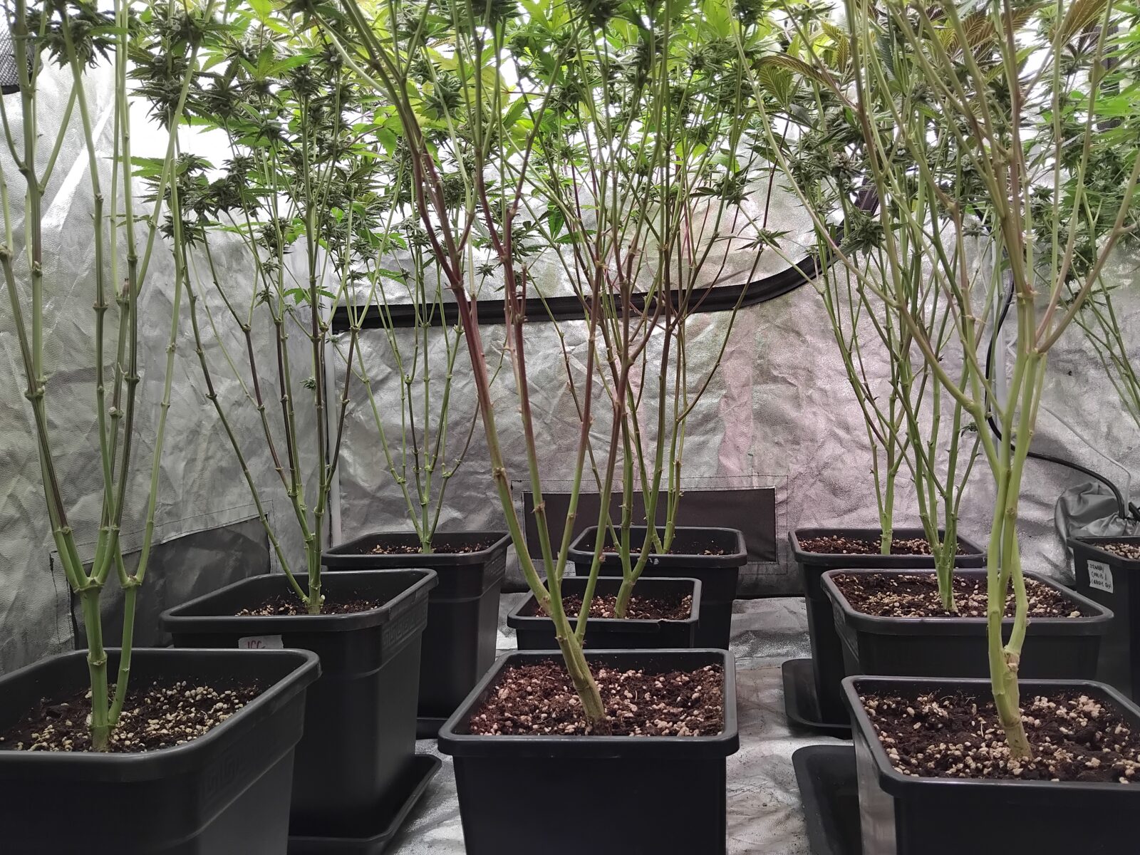 cannabis world news how to grow image of cannabis plants in grow room
