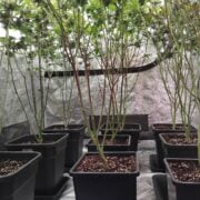 cannabis world news how to grow image of cannabis plants in grow room