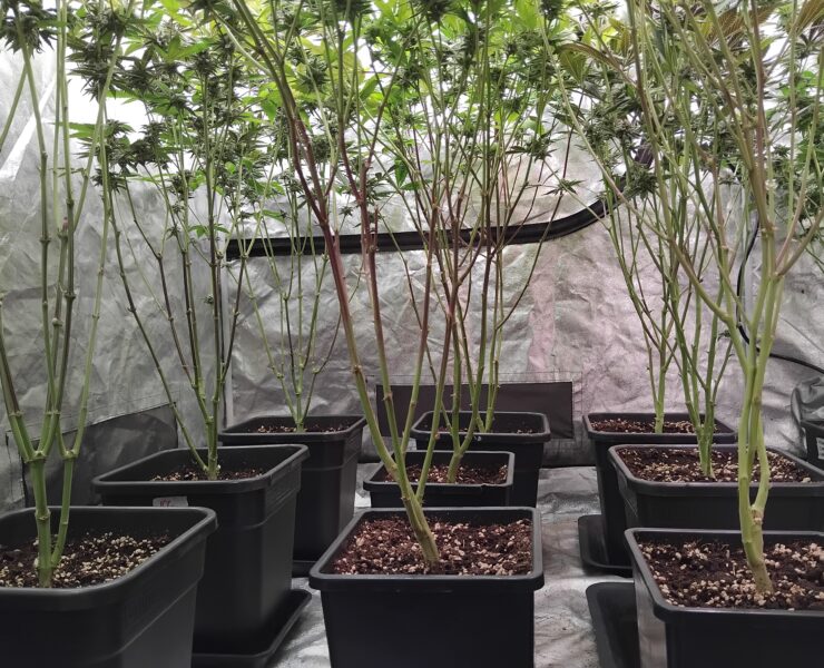 cannabis world news how to grow image of cannabis plants in grow room