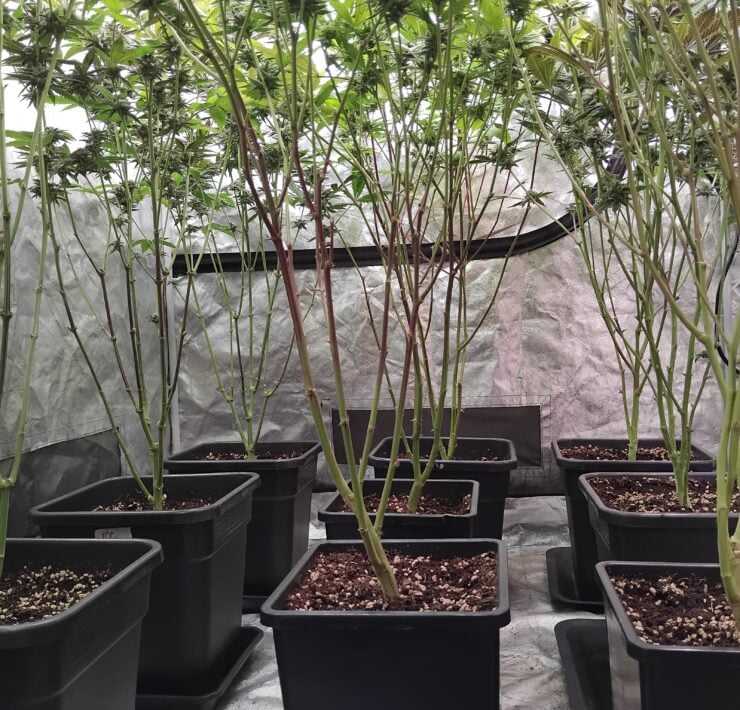 cannabis world news how to grow image of cannabis plants in grow room