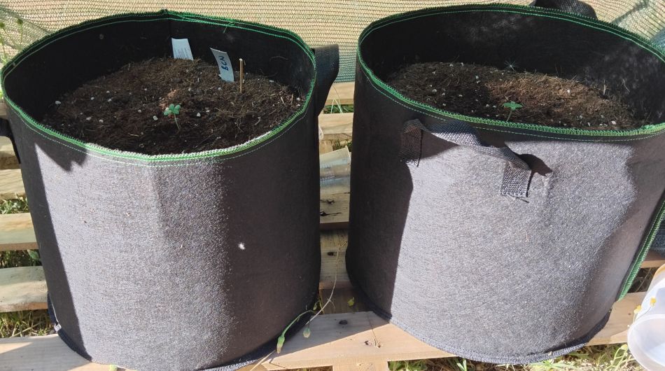cannabis world news how to grow Felt pots allow the roots to grow in an oxygen-rich environment.