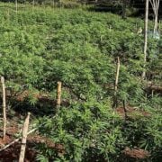 cannabis world news how to grow A private outdoor garden that contains a wide range of different strains.
