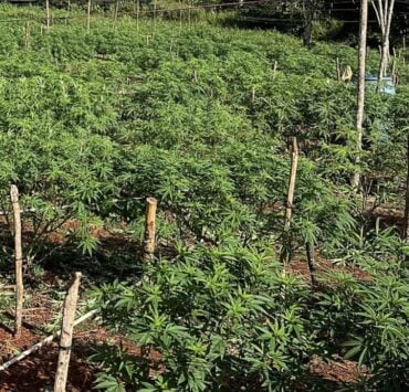 cannabis world news how to grow A private outdoor garden that contains a wide range of different strains.