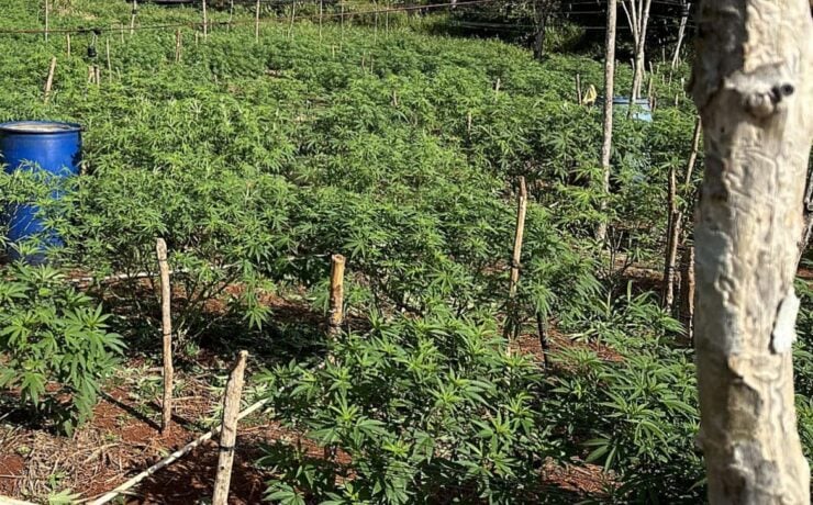 cannabis world news how to grow A private outdoor garden that contains a wide range of different strains.