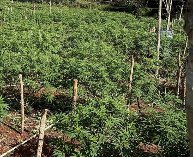 cannabis world news how to grow A private outdoor garden that contains a wide range of different strains.