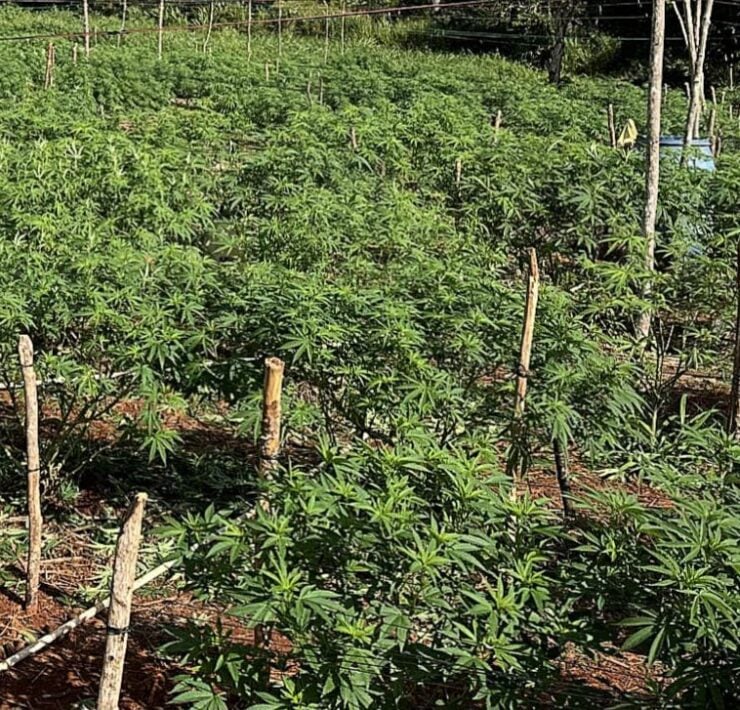 cannabis world news how to grow A private outdoor garden that contains a wide range of different strains.