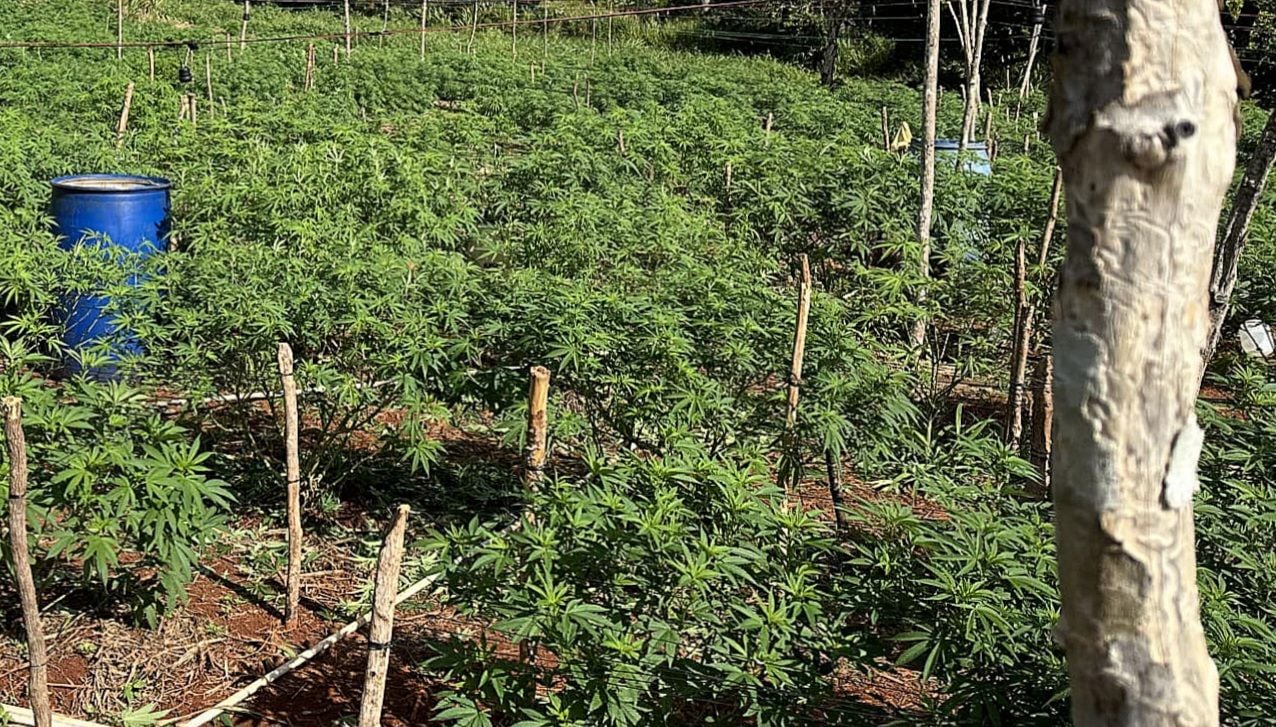 cannabis world news how to grow A private outdoor garden that contains a wide range of different strains.
