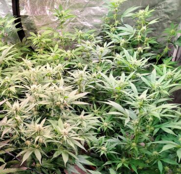 cannabis world news how to grow This grower plants autos inside a 0.8, x 0.8m grow tent