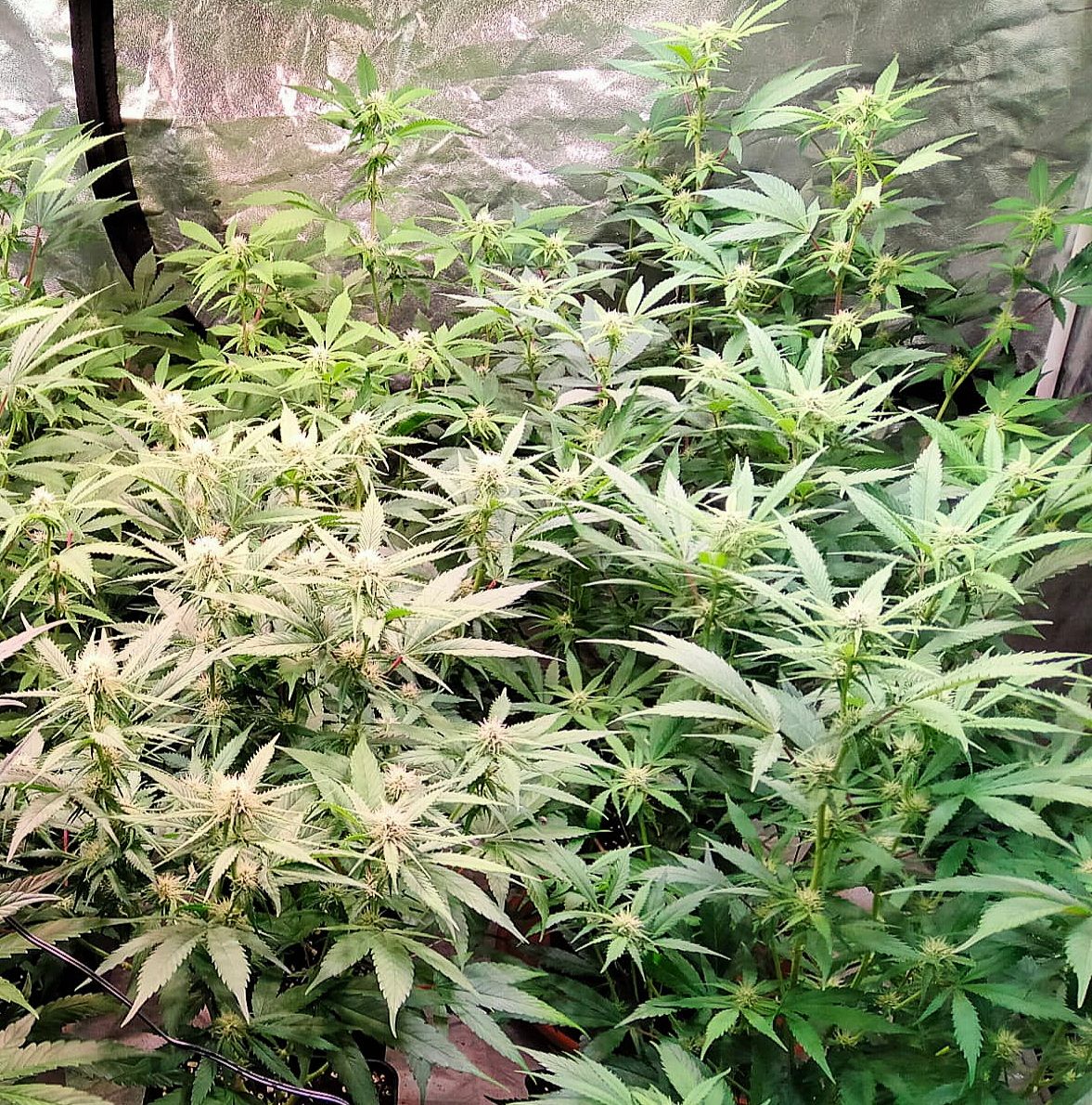 cannabis world news how to grow This grower plants autos inside a 0.8, x 0.8m grow tent