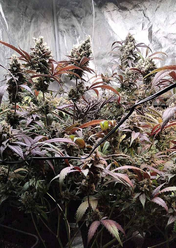 cannabis world news how to grow Small grow spaces can still yield well with the right equipment