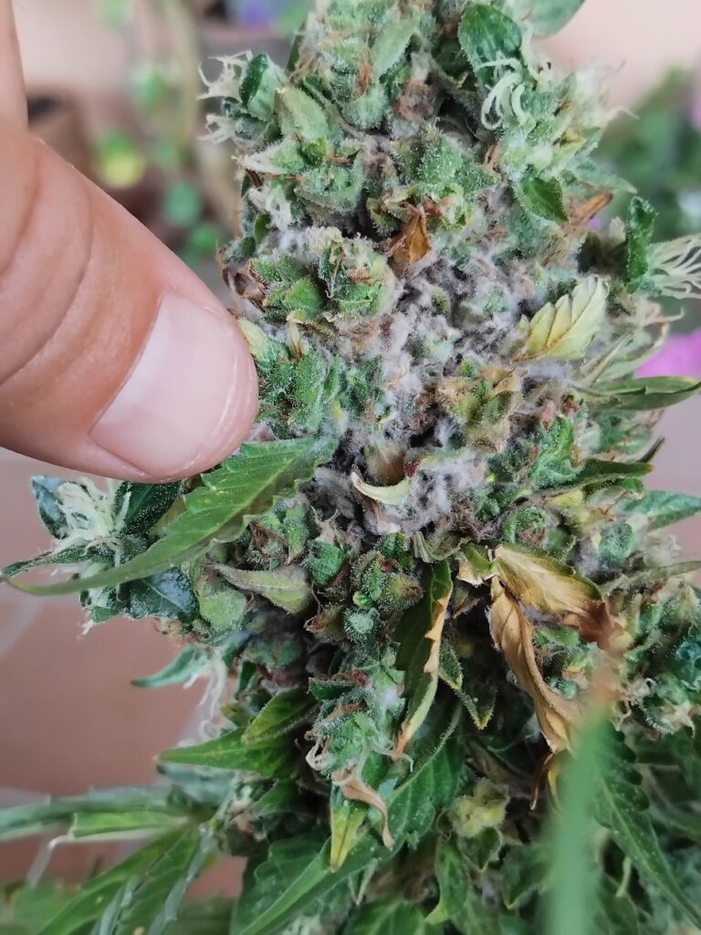 cannabis world news organic growing Check your buds for mold if using carbon dioxide and high temperatures.