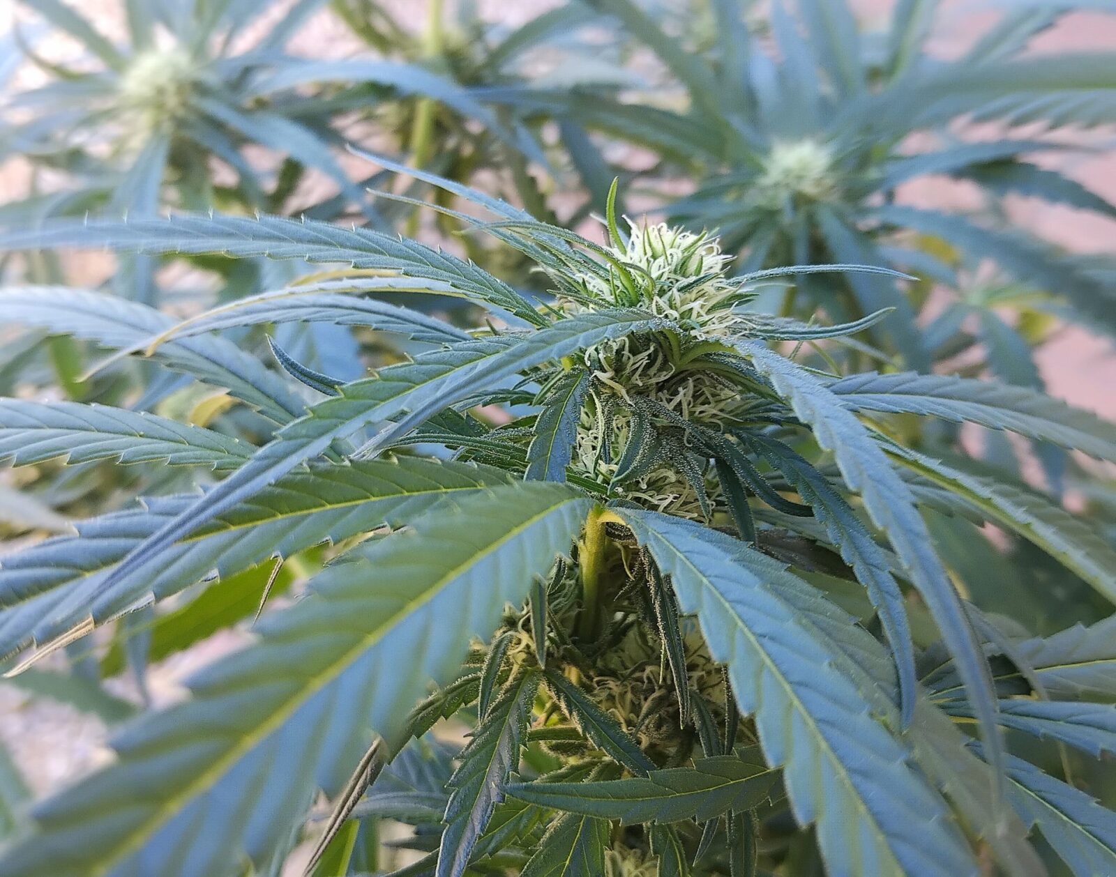 cannabis world news organic growing A healthy cannabis plant that is in week 4 of 12/12