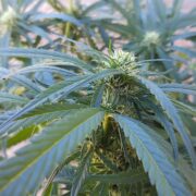 cannabis world news organic growing A healthy cannabis plant that is in week 4 of 12/12