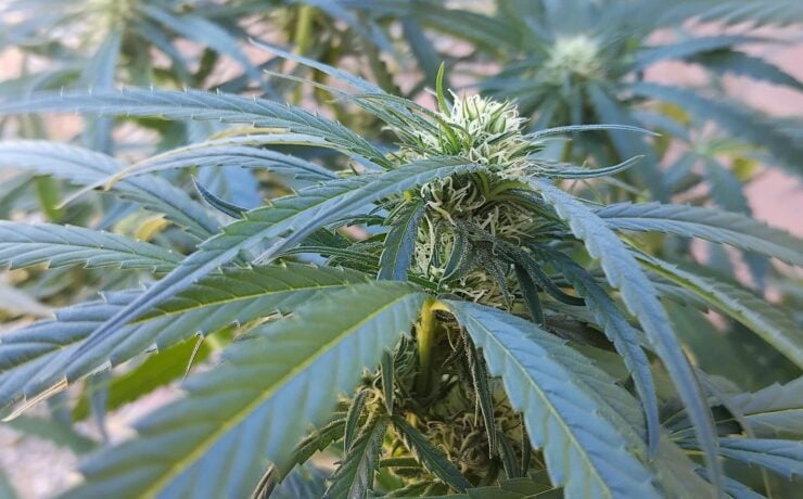 cannabis world news organic growing A healthy cannabis plant that is in week 4 of 12/12