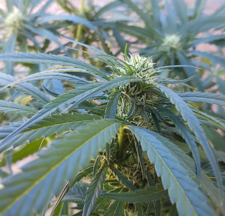 cannabis world news organic growing A healthy cannabis plant that is in week 4 of 12/12