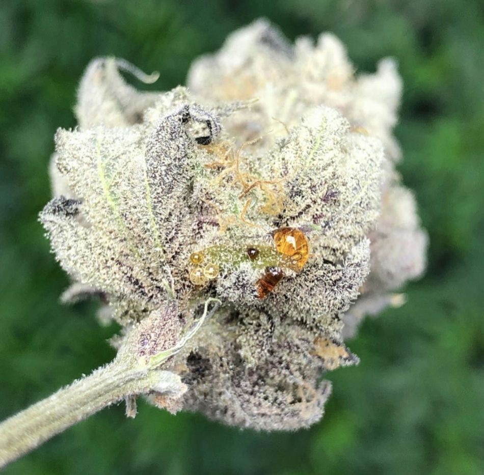 cannabis world news strain reports image of crystal laden bud