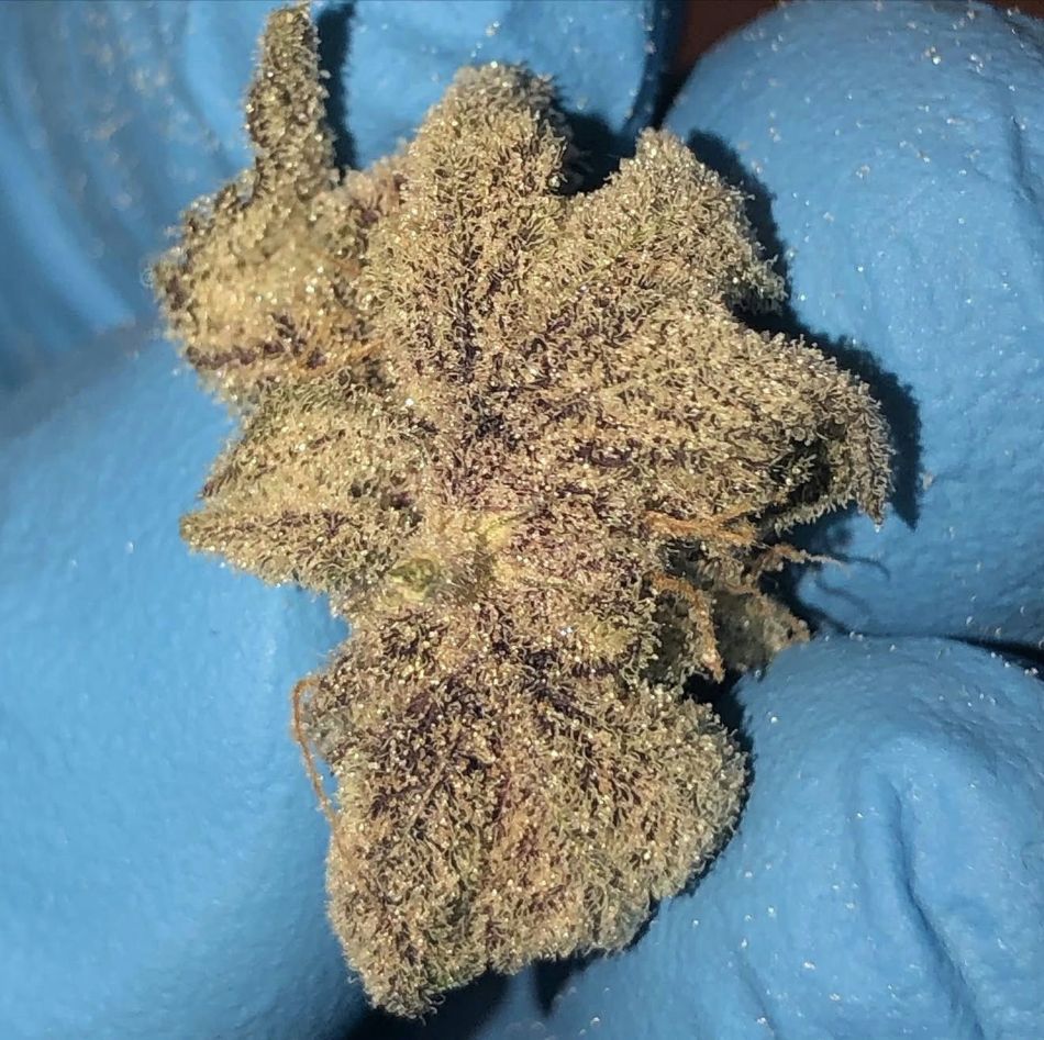 cannabis world news strain reports image of bud