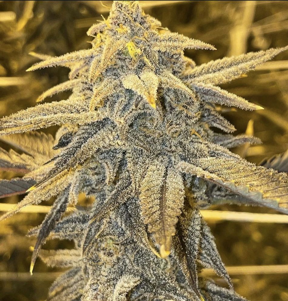 cannabis world news strain reports image of bud