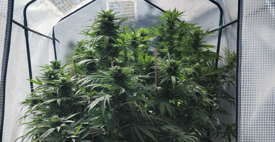 cannabis world news Plants grown in coco coir are capable of large yields