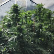 cannabis world news Plants grown in coco coir are capable of large yields