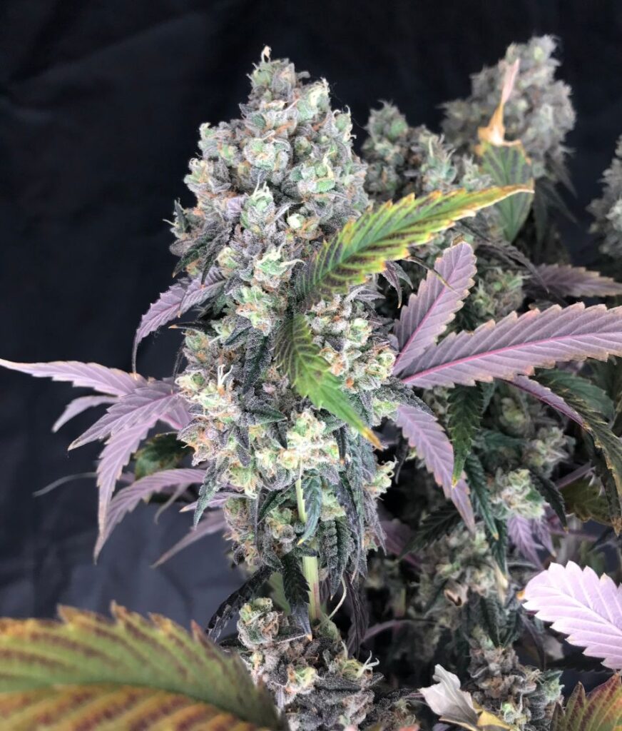 Cannabis world news A female plant found inside a pack of regular seeds. 