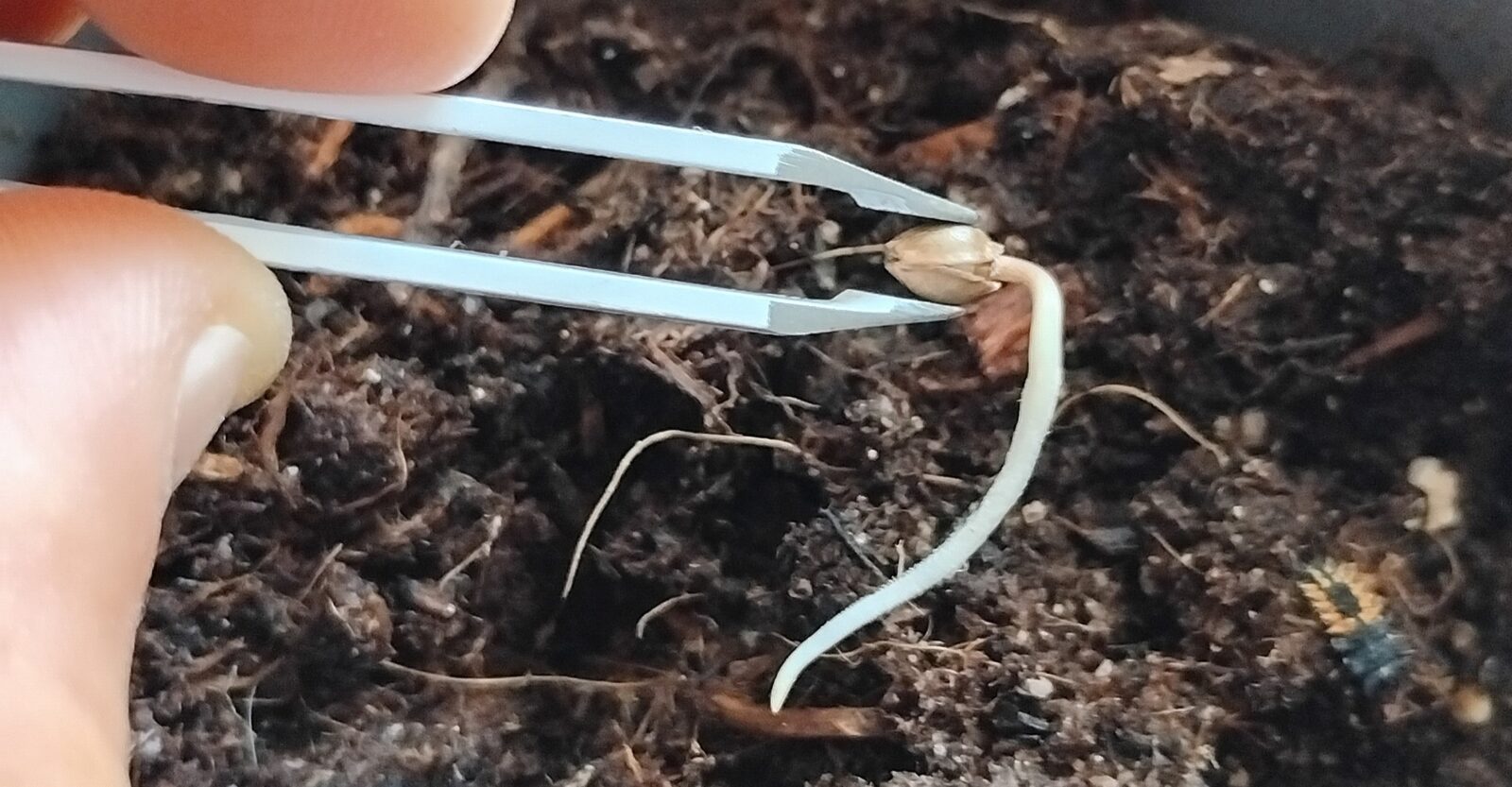 cannabis world news A regular seed ready to be transplanted