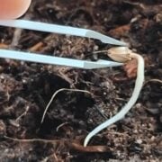 cannabis world news A regular seed ready to be transplanted