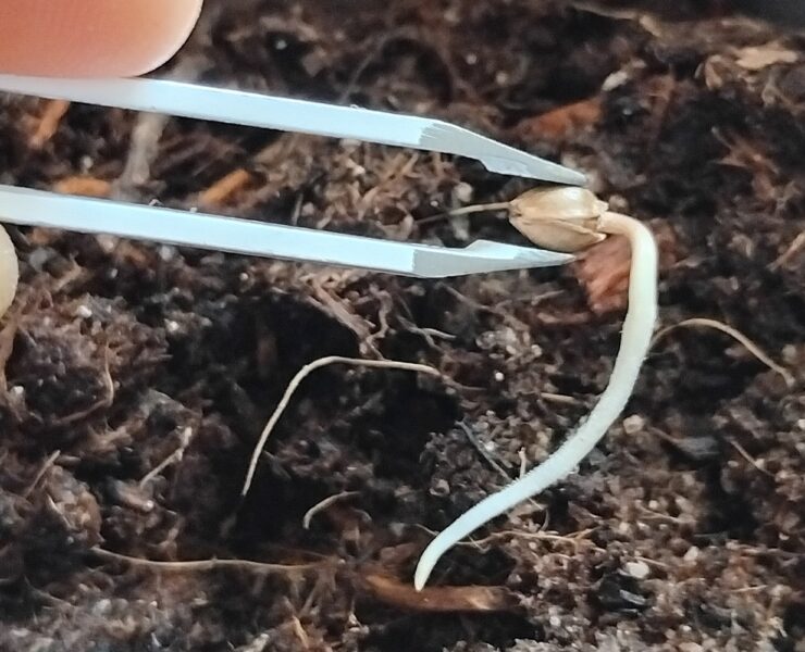 cannabis world news A regular seed ready to be transplanted