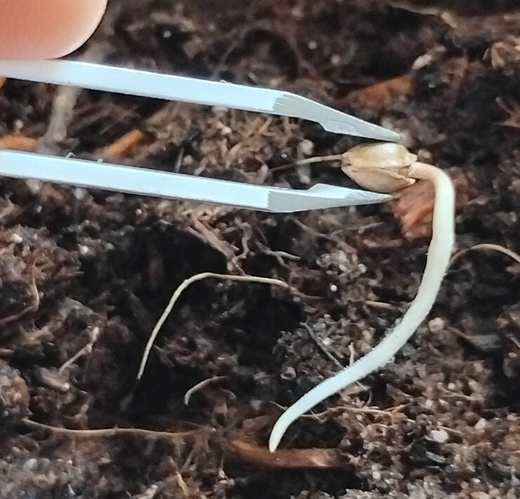 cannabis world news A regular seed ready to be transplanted