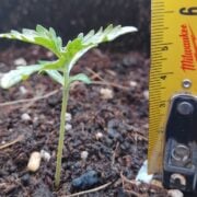 cannabis world news A 2-week-old cannabis seedling adapting to the outdoor environment