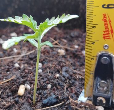cannabis world news A 2-week-old cannabis seedling adapting to the outdoor environment