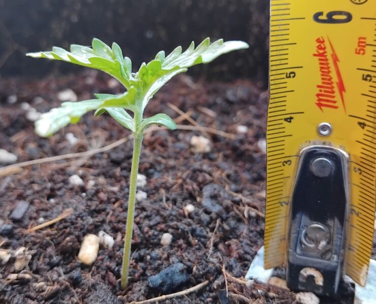 cannabis world news A 2-week-old cannabis seedling adapting to the outdoor environment