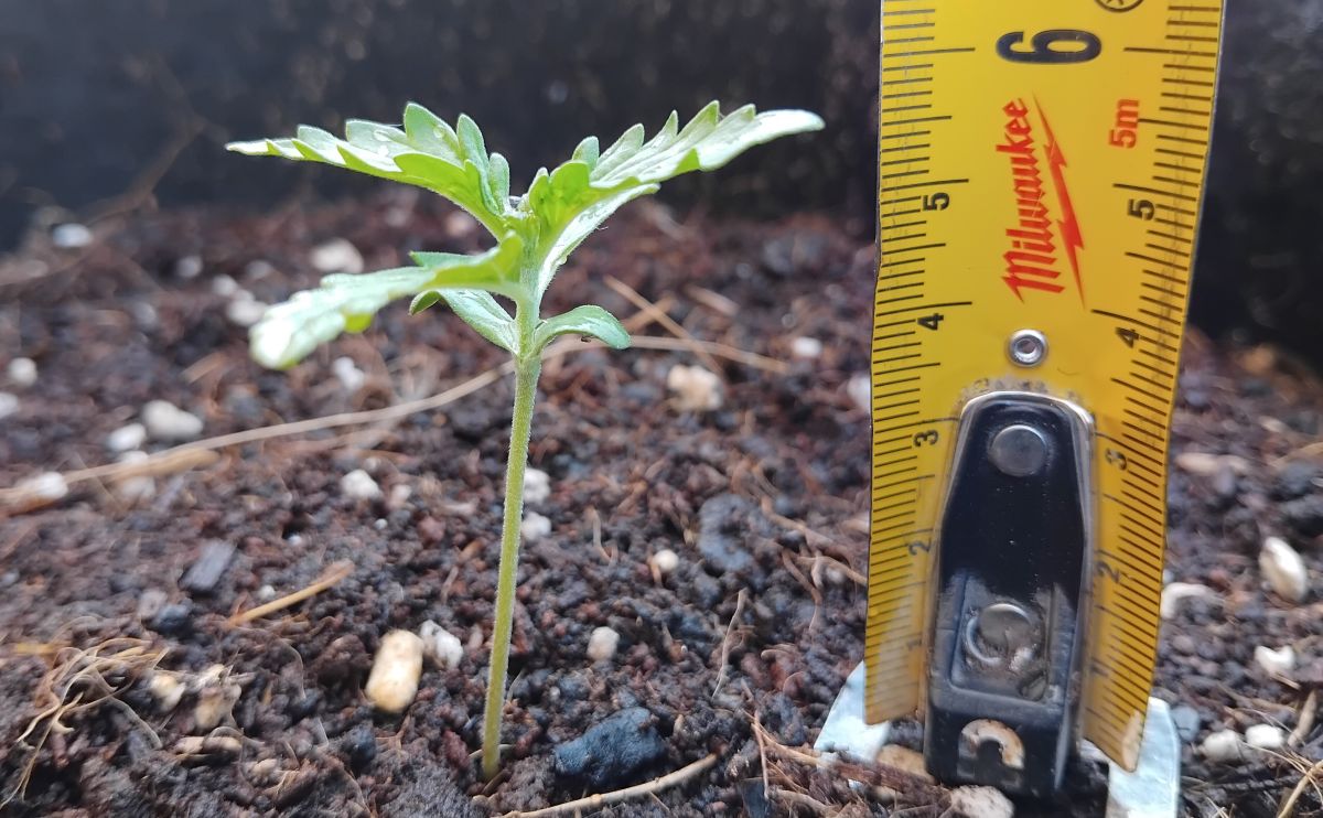 cannabis world news A 2-week-old cannabis seedling adapting to the outdoor environment