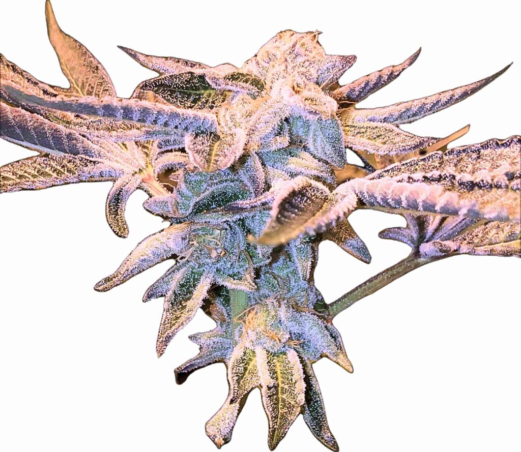 cannnabis world ness Opulenze Week 6