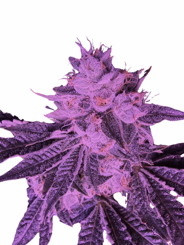 cannabis world news Opulenze Week 7