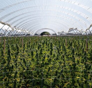 cannabis world news image of cannabis plants growing in greenhouse