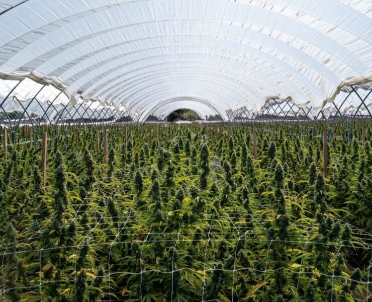 cannabis world news image of cannabis plants growing in greenhouse