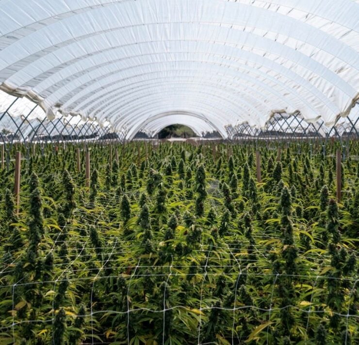 cannabis world news image of cannabis plants growing in greenhouse